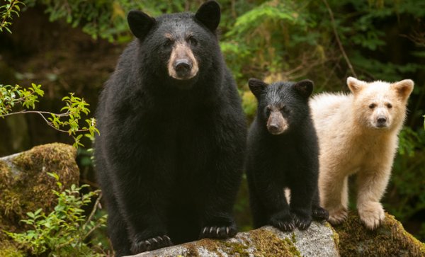 Stuie BC | Great Bear Rainforest