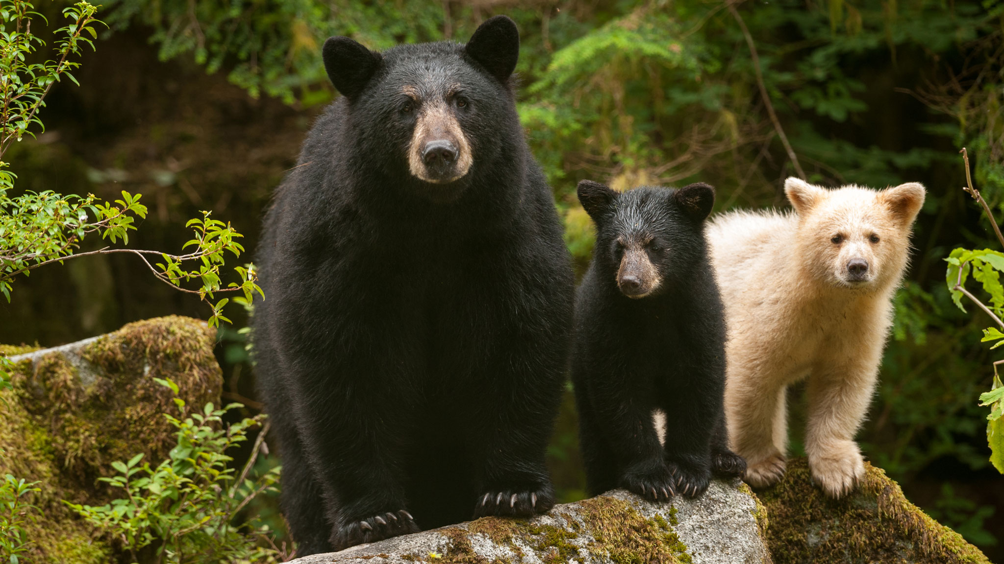 Great Bear Rainforest