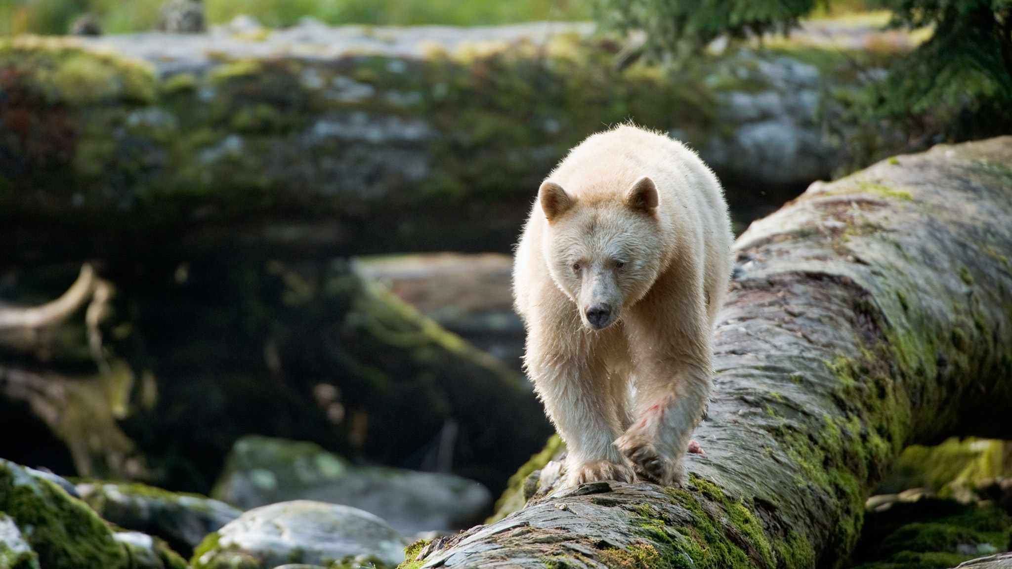 spirit bear tours vancouver island