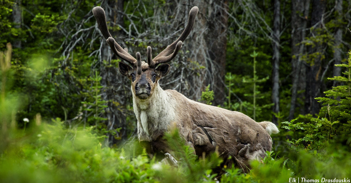 Hunting in the Cariboo Chilcotin Coast