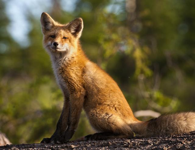 Where the Wildlife Roam