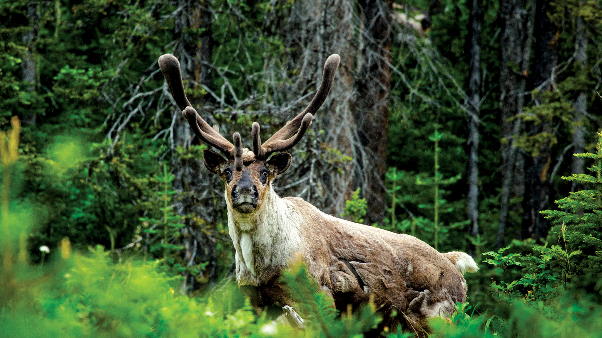 BC Wildlife and Eco Tours