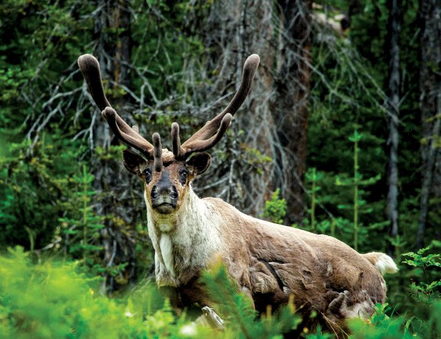 Wildlife & Eco-Tours
