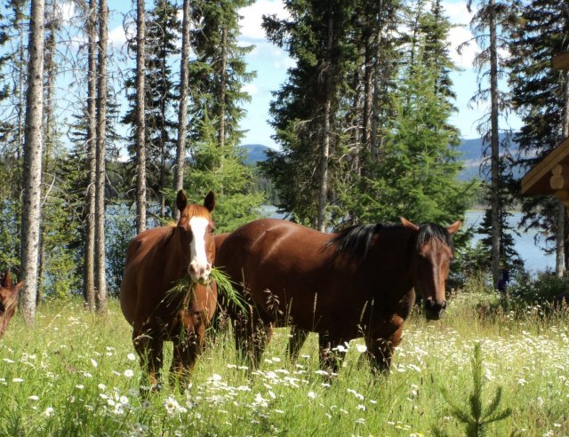 Lac La Hache Provincial Park