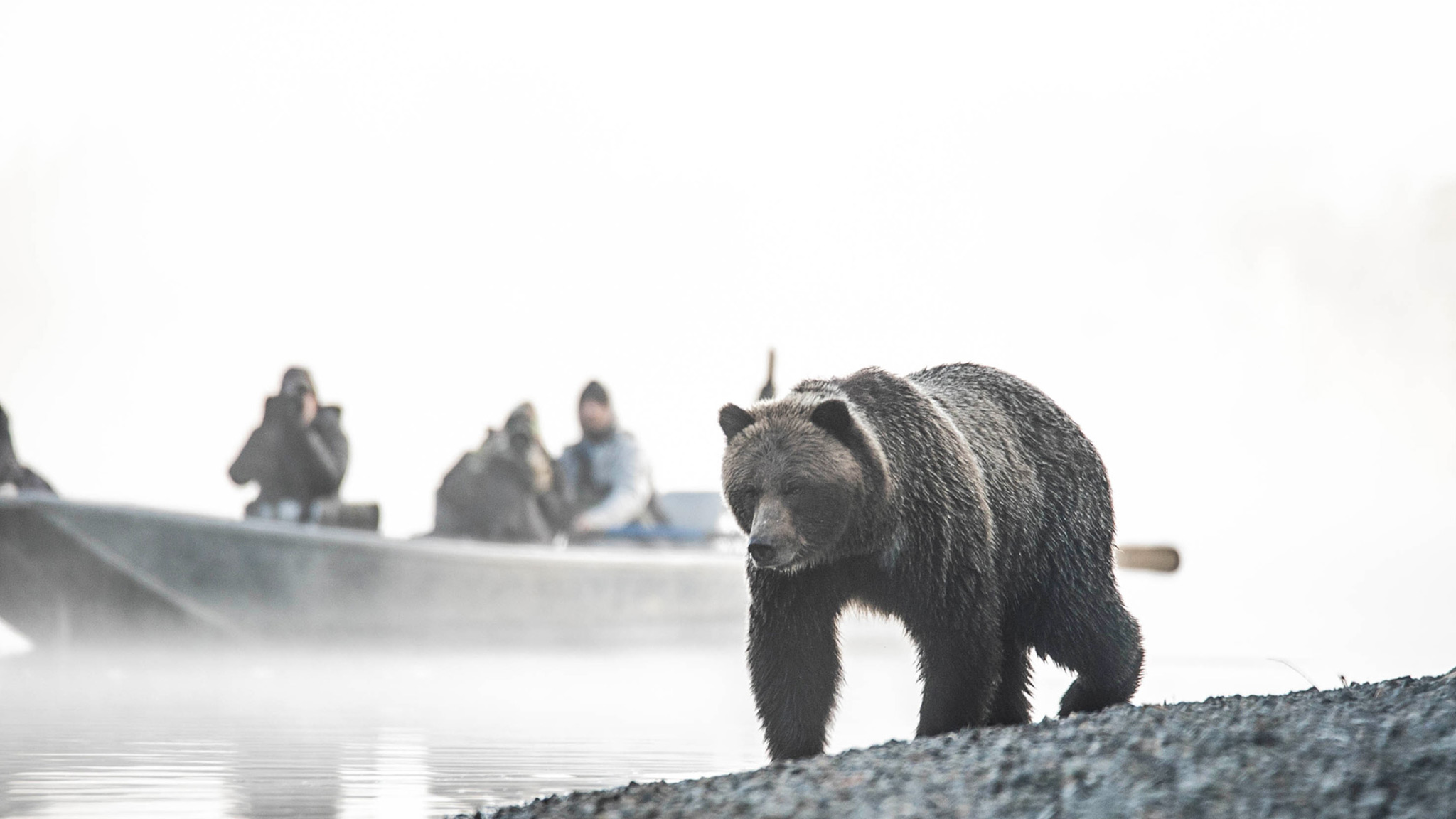 Bear Camp Wildlife Viewing
