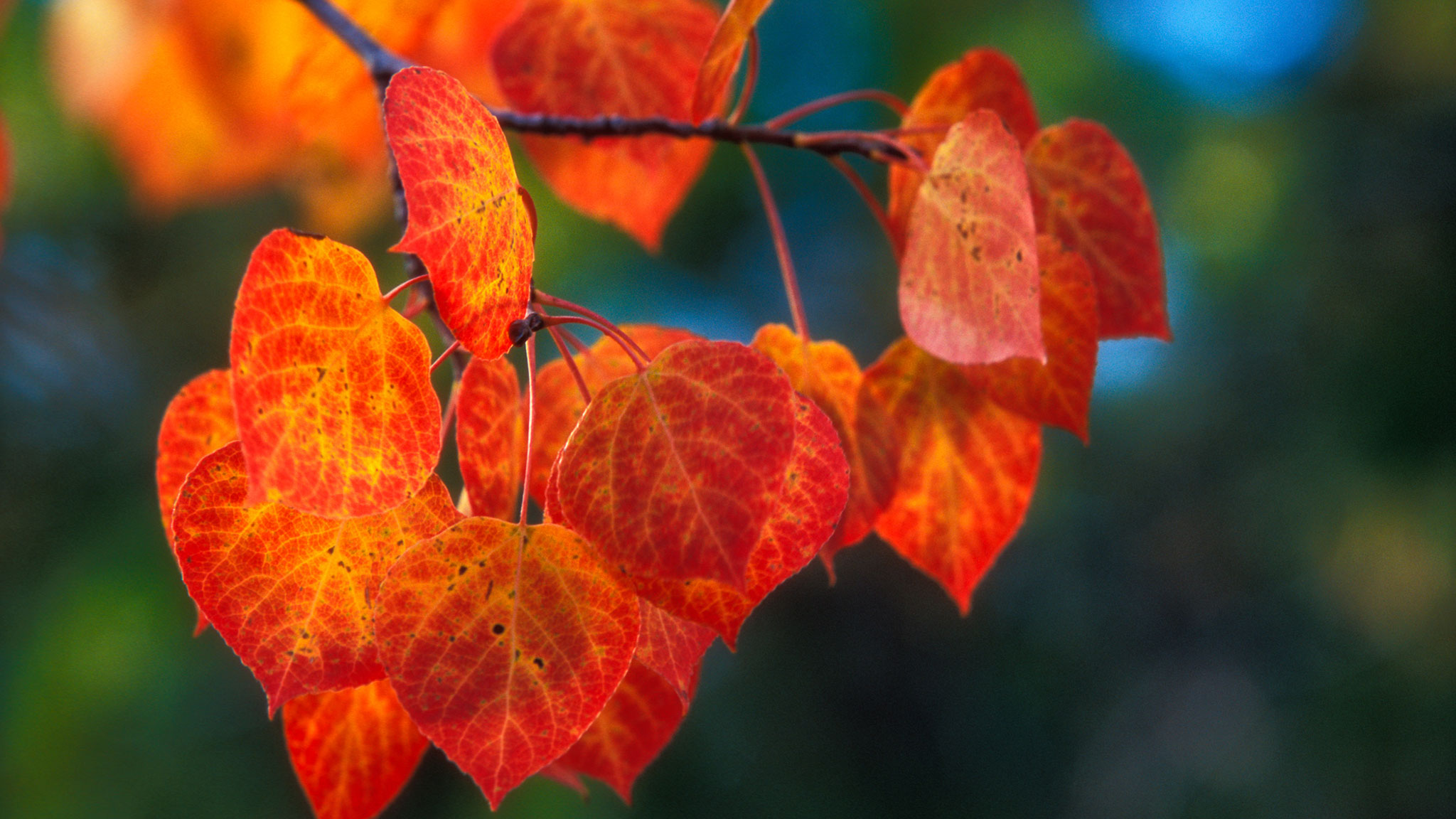 fall foliage photography