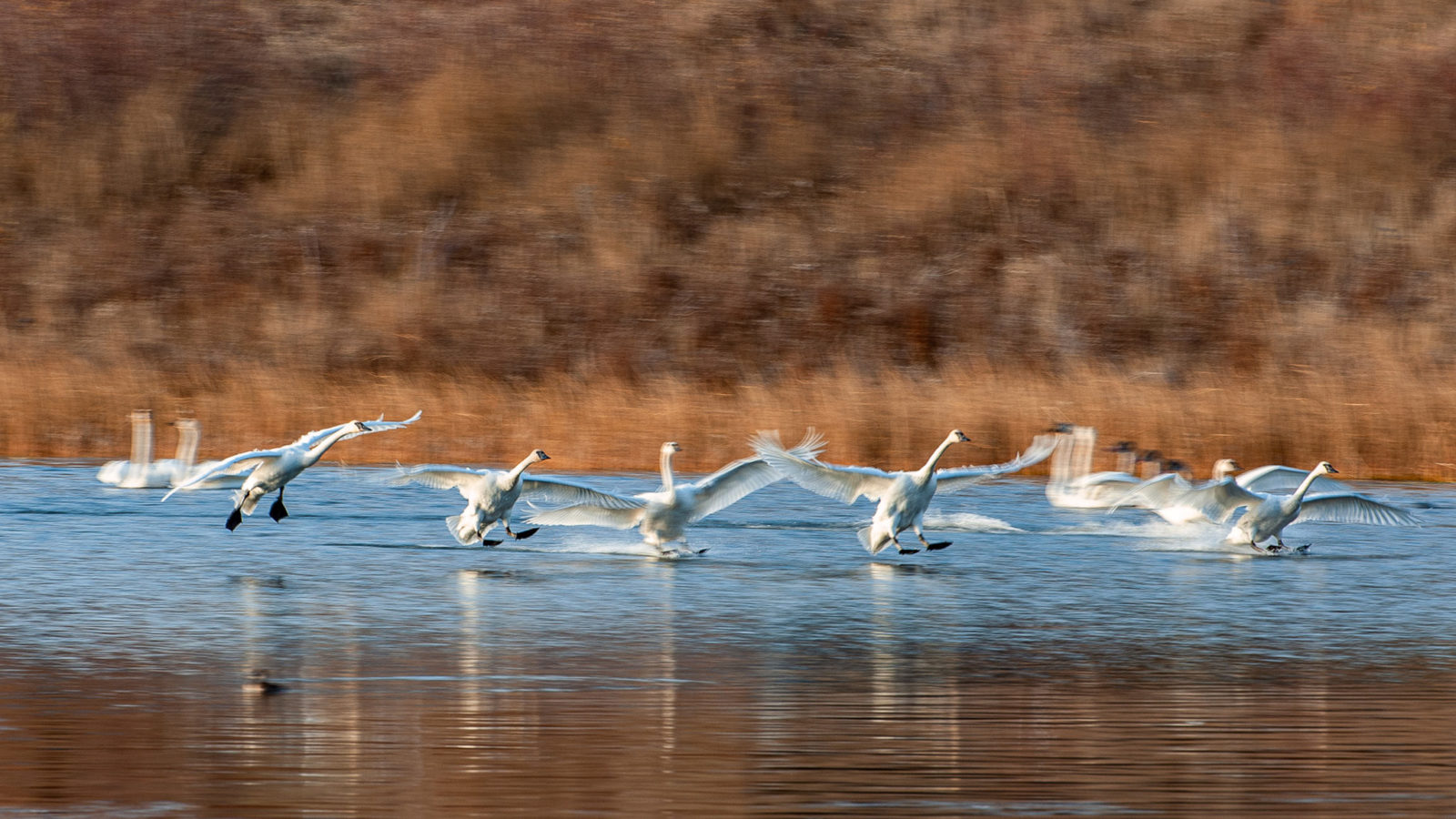 Fall Photography Tips 