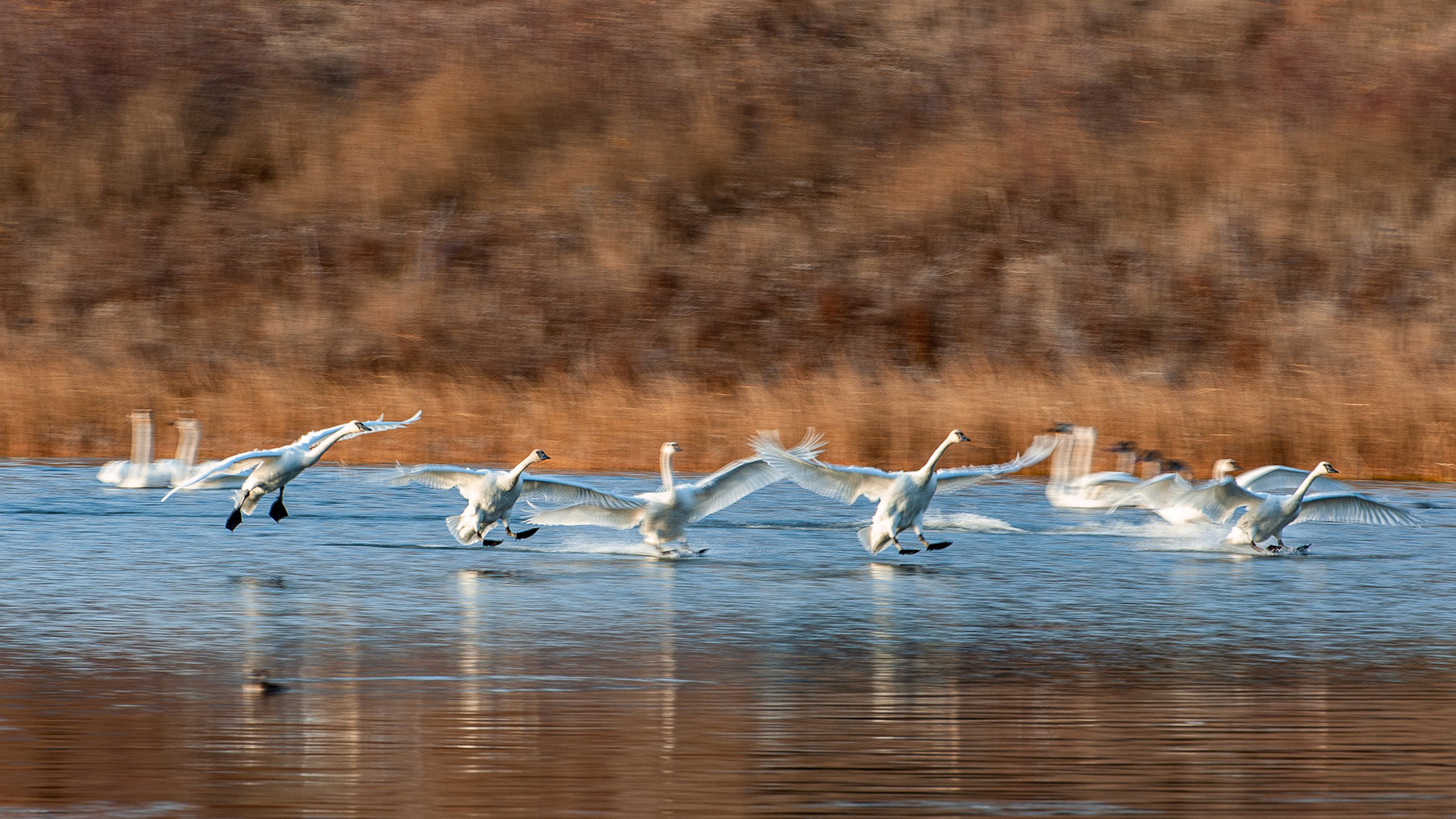 fall wildlife photography