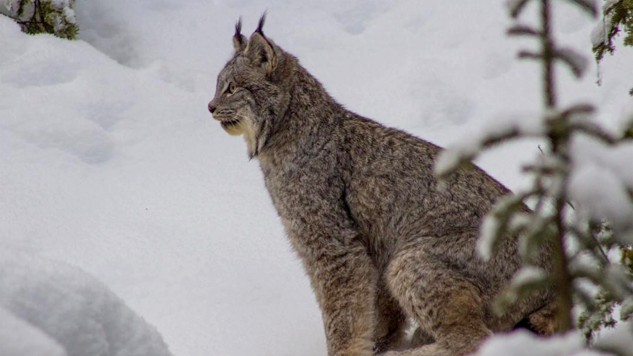 winter wildlife viewing