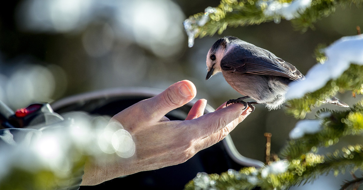 Close up of a whiskey jack perched on a hand