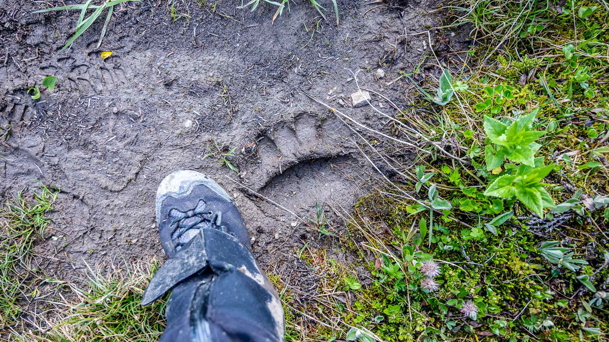 A hiker compares her foot to a bear print