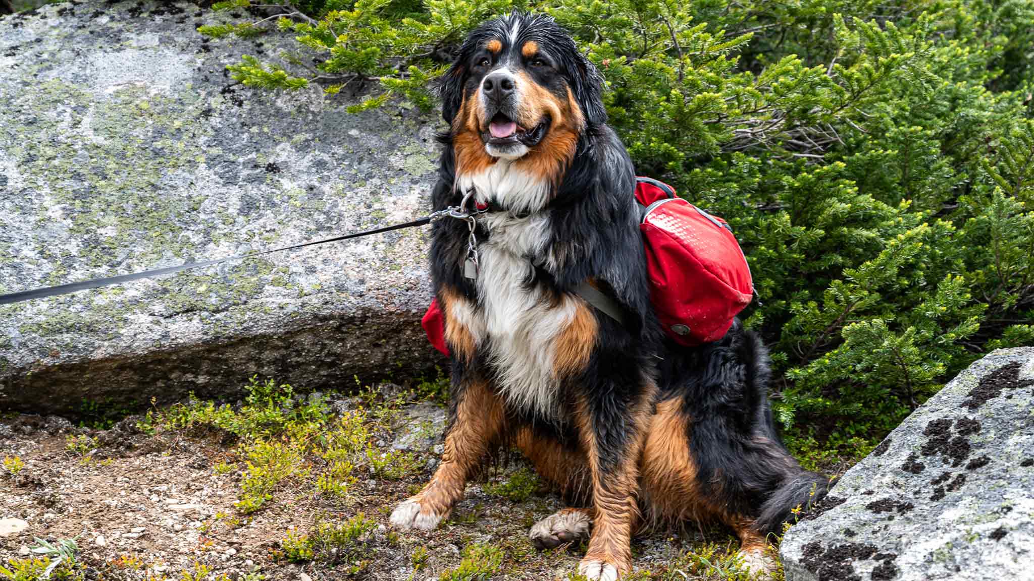 A dog on a leash in the woods