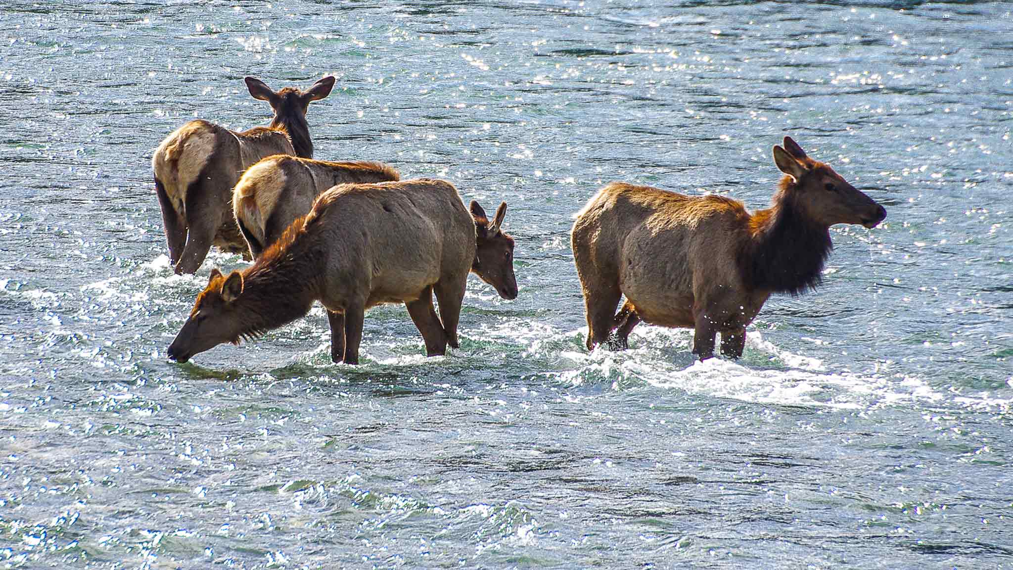 A herd of elk in the water