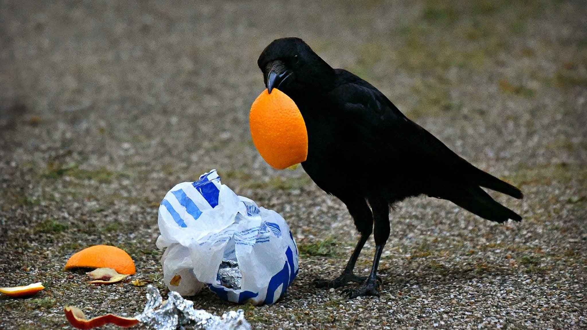Crow eating garbage
