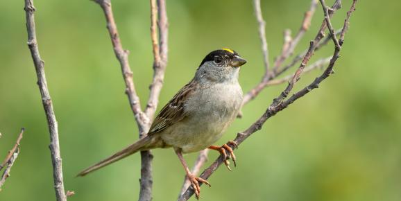 Birding in the Cariboo Chilcotin Coast