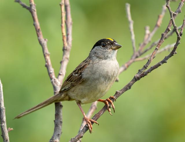 Birding in the Cariboo Chilcotin Coast