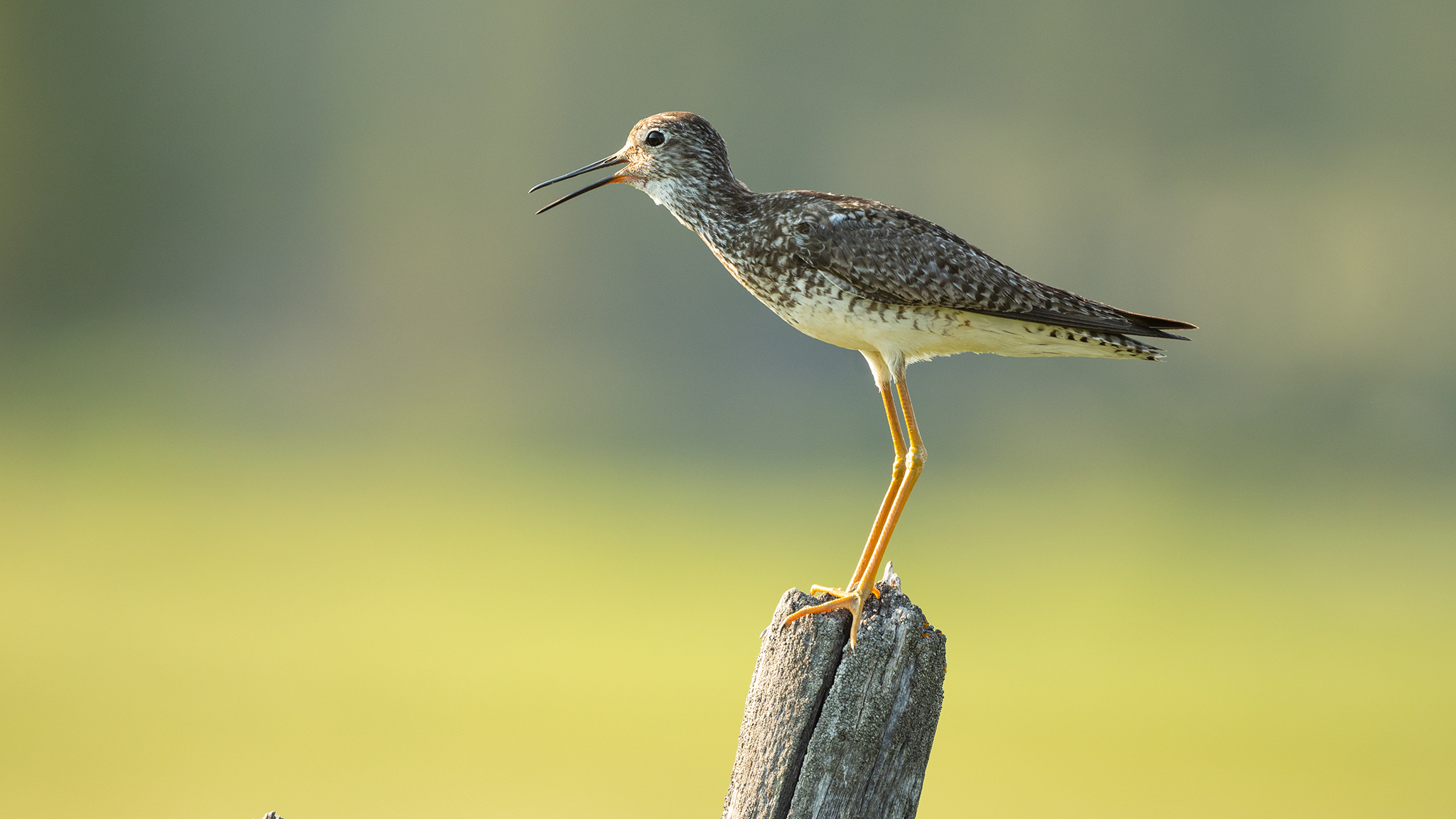 bc birding cariboo chilcotin coast
