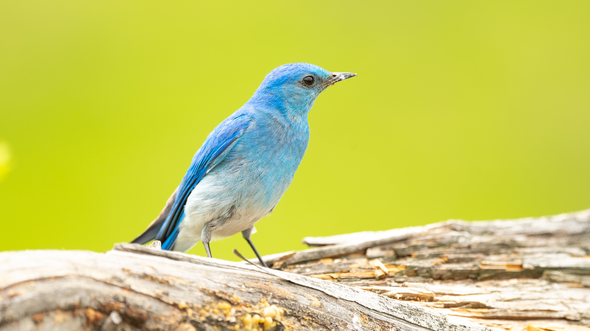 bird bc cariboo chilcotin