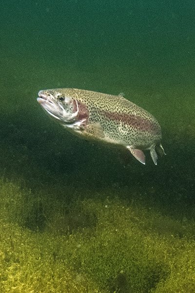 best bc fishing lakes