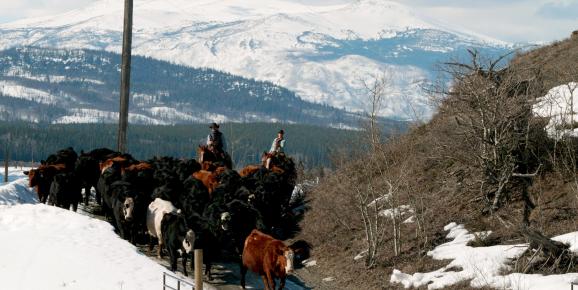 Cordy Cox - Full of Heart in Kleena Kleene