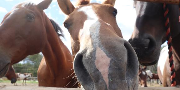 Family-Friendly Things to do in the Cariboo Chilcotin Coast