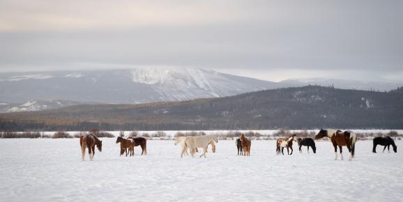 72 Hrs of Winter Holidays in the Chilcotin