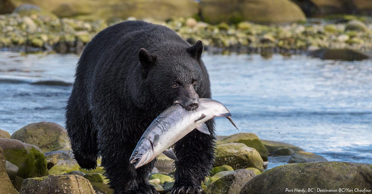 great bear rainforest itinerary