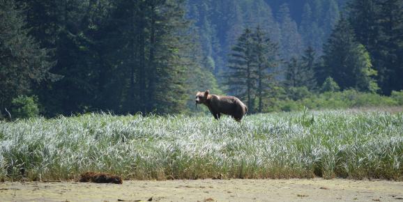 5-Day Trip to the Great Bear Rainforest