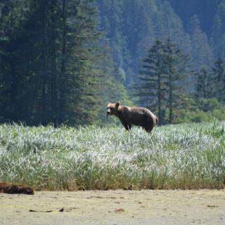 Great Bear Chalet