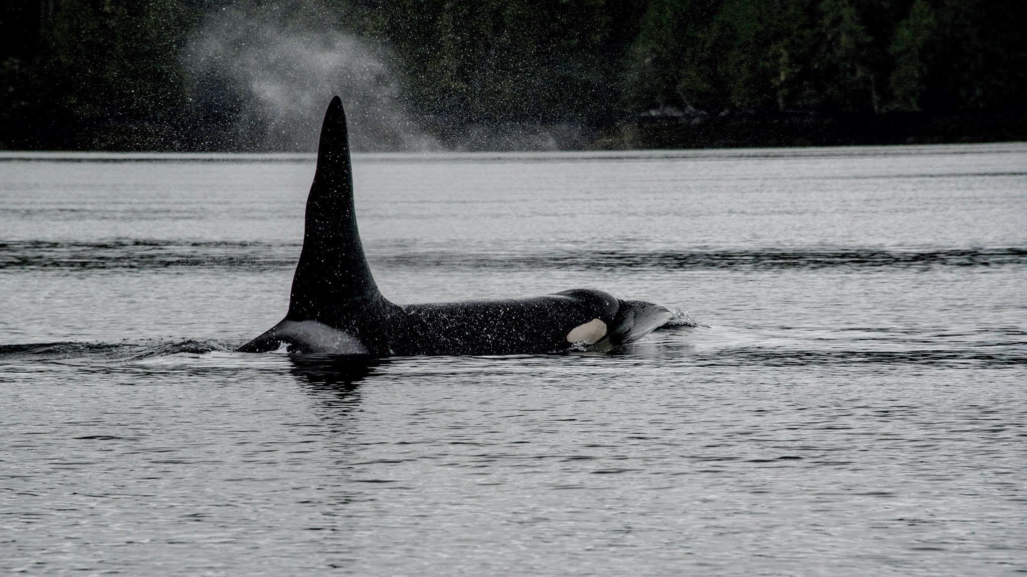 bc whale watching