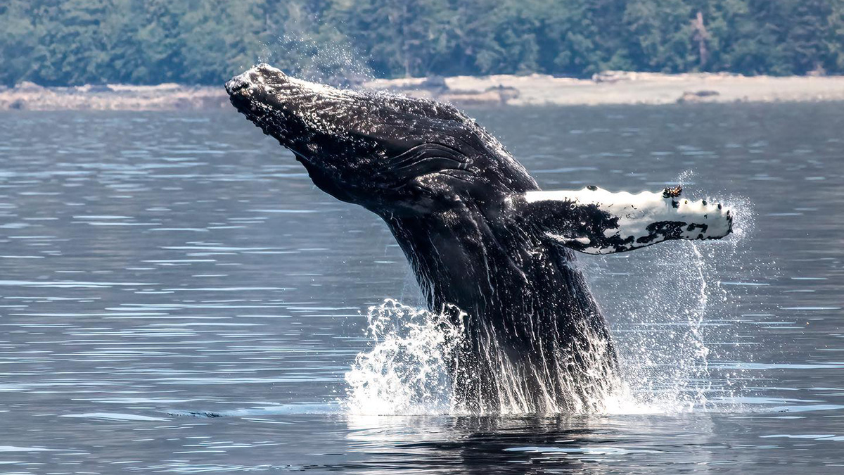 humpback whales