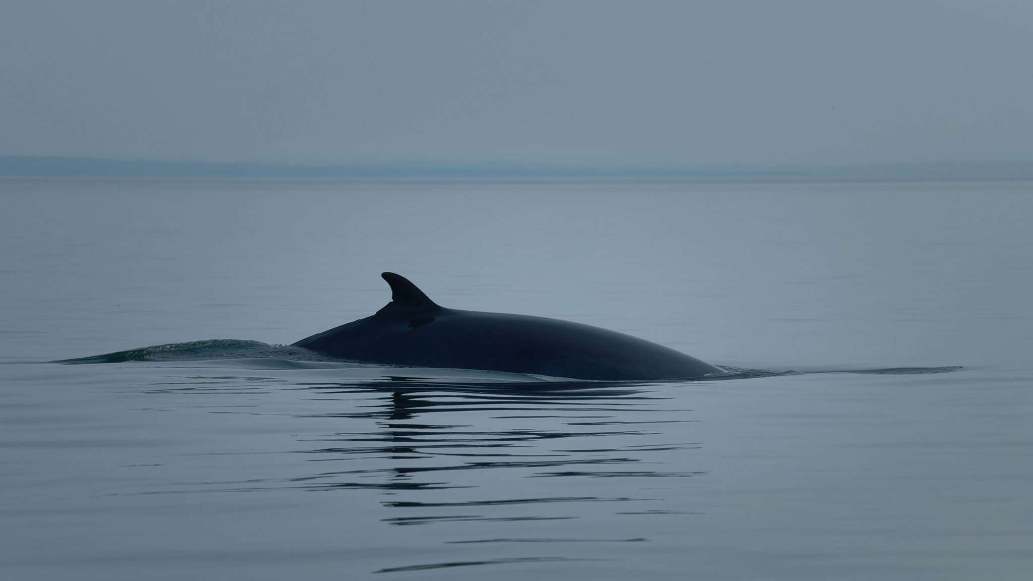 whale watching bc