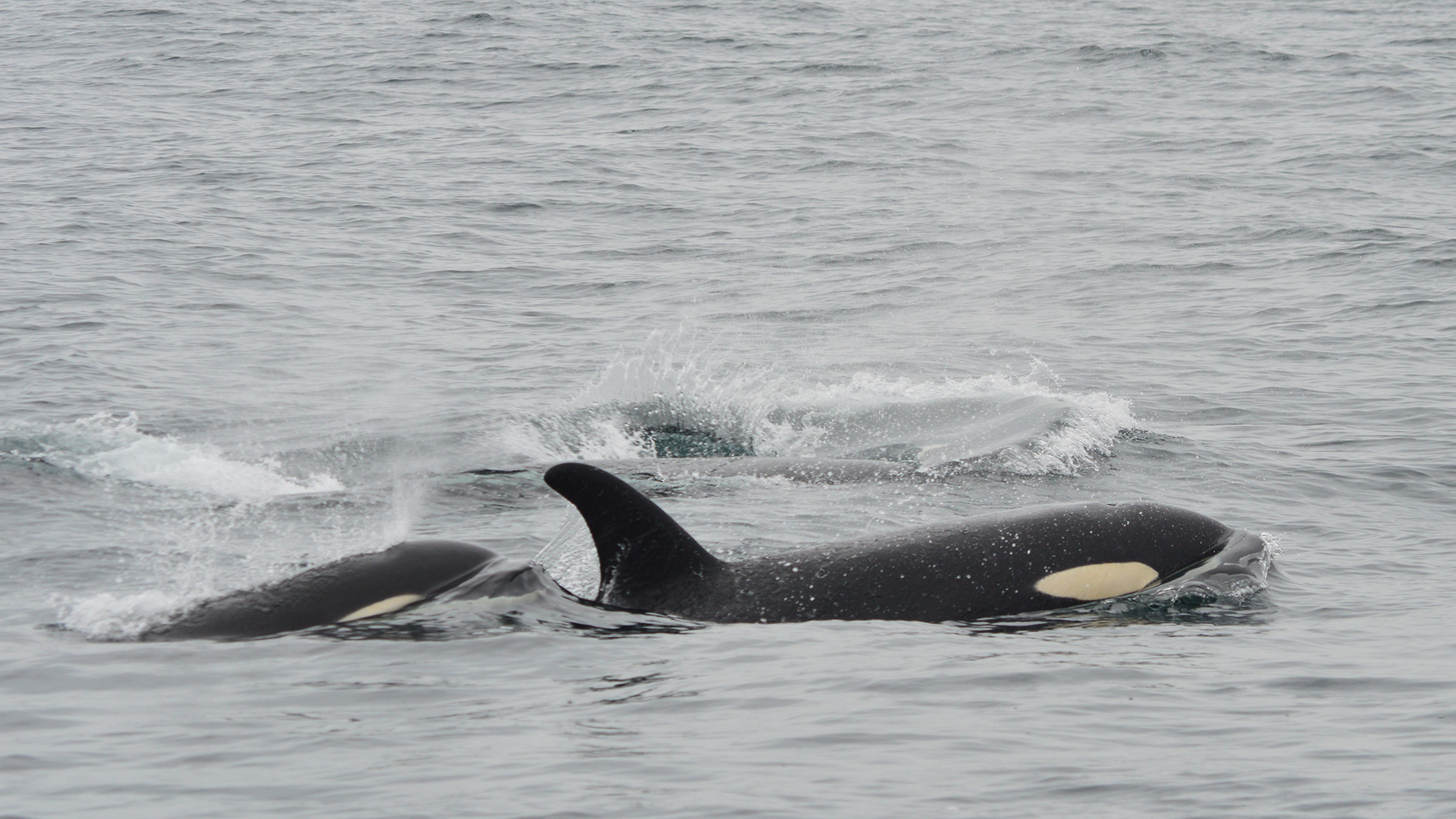 Great bear rainforest wildlife