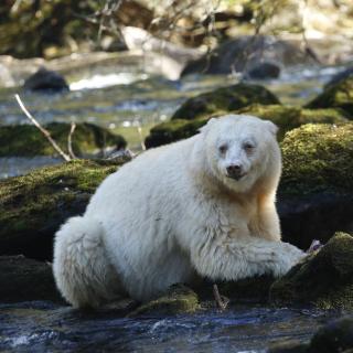 Spirit Bear Lodge