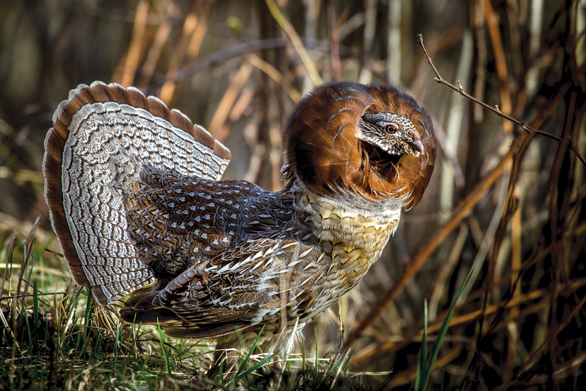 grouse