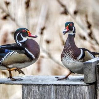 Scout Island Nature Centre